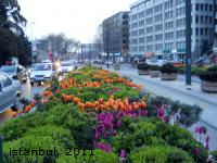istanbul tulip 2011