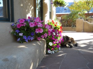 A "puppy" and flowers near Taos, NM
